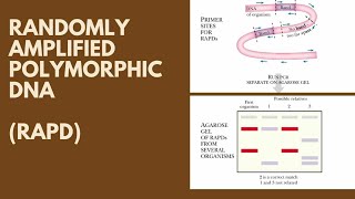 Randomly Amplified Polymorphic DNA RAPD [upl. by Ylimme363]