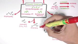 Starch Fermentation In the Digestive Tract [upl. by Uzia]