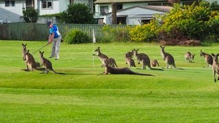 Kangaroo Golf [upl. by Ilek]