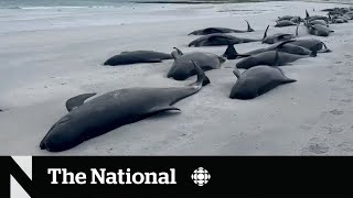 Stranded whales die on Scottish beach [upl. by Eisenstark202]