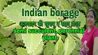 Information care tips about fast growing Indian Borage plantMexican mint Hindi Urdu [upl. by Nemzaj]