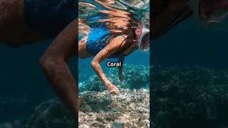 Top 5 Must Visit Spots in Tahiti travel travelguide tahiti beach explore youtubeshorts [upl. by Atlanta]