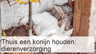 Thuis een konijn houden dierenverzorging [upl. by Ynnot253]