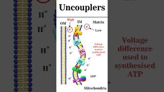 Uncouplers of oxidative phosphorylation animation iitgate [upl. by Eniwtna]