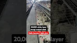 poultry farm business daily income 2 lakh plus poultrybusiness eggs shorts [upl. by Nottage]