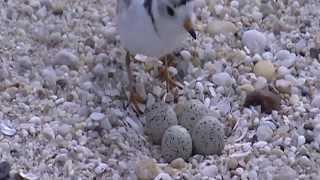 Working with partners to conserve piping plovers on the shores of Massachusetts [upl. by Atirehgram]