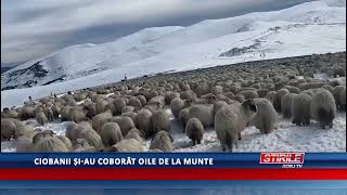 Ciobanii și au coborât oile de la munte [upl. by Acirred95]