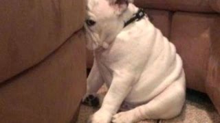 When dogs make mistakesBest Funny Guitly Dogs Compilation of all time [upl. by Yelsnia]