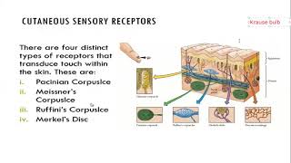 SOMATOSENSORY PHYSIOLOGY [upl. by Soinotna]