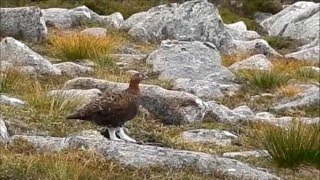 Perdices nivales en el Parque Nacional de Cairngorms Escocia [upl. by Omora]