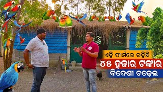 ବିଦେଶୀ ରଙ୍ଗୀନ ଚଢ଼େଇ ପାଳନ  Exotic Birds Farming in Odisha  How to start Love Bird Farming [upl. by Mano672]