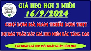 Giá heo hơi hôm nay 1692024  CHỢ LỢN ĐẦU MỐI HÀ NAM THIẾU LỢN THỊT DỰ BÁO TUẦN NÀY GIÁ TĂNG CAO [upl. by Campney22]