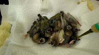 Hand feeding 7 noisy Gouldian finch chicks 2017 [upl. by Roque]