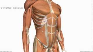 Layers of the Abdominal Wall [upl. by Aracot]