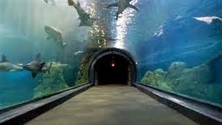 CAMDEN ADVENTURE AQUARIUM EXPERIENCE  NJ New Jersey Travel Tour Guide Zoo Shark Sharks [upl. by Fesuy]