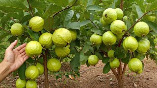 LIVE🔴 🌿How to Growing Guava Trees from Cuttings [upl. by Ervine]