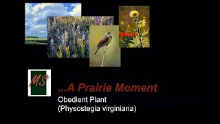 A Prairie Moment  Obedient Plant [upl. by Madeleine556]