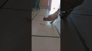 Gallina comiendo tortillitq [upl. by Rosemarie]