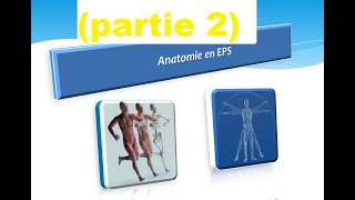 Anatomie en EPS  anatomie fonctionnel partie 2 [upl. by Mil]