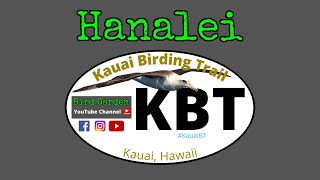 Birding HAWAII Scenic Lookout  Kauai Birding Trail  HANALEI [upl. by Lotty]