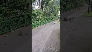 Group of Amazing and Cute Monkey Having Fun shortvideo nature Monkey wildlife primate simians [upl. by Serge]