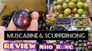 review nho rừng muscadine amp scuppernong [upl. by Llerraf]