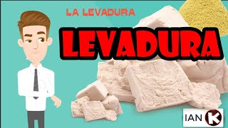 LA LEVADURA  Todo sobre la levadura [upl. by Colyer]