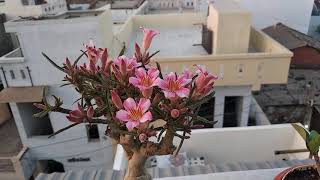 Adenium Crispum hyb [upl. by Kiraa996]