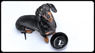 Dont trust cute dachshund eyes Cute amp funny dachshund dog video [upl. by Eniretac86]