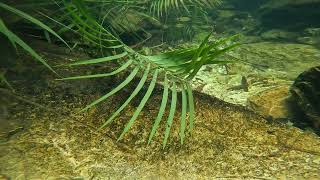 Filament Barbs in an Eastern Ghat stream in Andhra Pradesh India Watch in 4K [upl. by Nnayelsel]