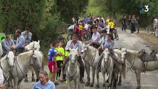 Mauguio  fête votive abrivado et course camarguaise on célèbre les taureaux et la bouvine [upl. by Aynahs]