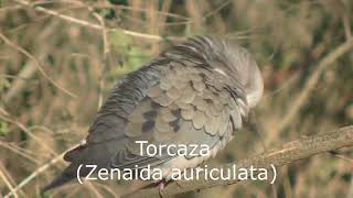 Víboras y aves Esperanza Santa Fe Argentina 2024 [upl. by Elleirad]