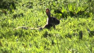 Rabbits Oryctolagus cuniculus  How To Identify [upl. by Attaynik115]