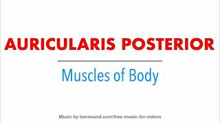 5 Auricularis Posterior  Human Muscles  Anatomy medicine neet [upl. by Marthena]