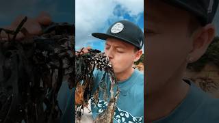 Rescuing a Family of Goose Neck Barnacles nature shorts [upl. by Arman]