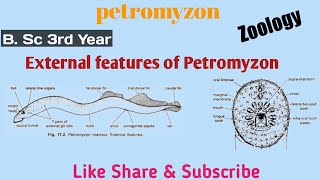 External Features of Petromyzon  Zoology  3rd Year [upl. by Yeloc]