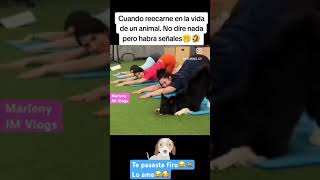 Perro yogui parati humor perroschistosos shortsviral viralvideo [upl. by Etterraj885]