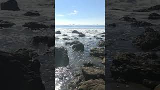 Malibu Tidepools beach malibu waves malibubeach travel tidepools ocean beachlife [upl. by Derriey197]