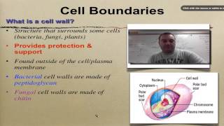 Chapter 7 Part 9  Cell Walls [upl. by Byrann]