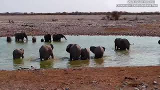 Soaking Herd [upl. by Kraul]