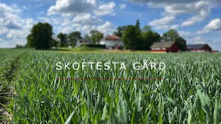 Skoftesta Gård  Höstvetestrategier med Oscar Bergstedt [upl. by Airebma]