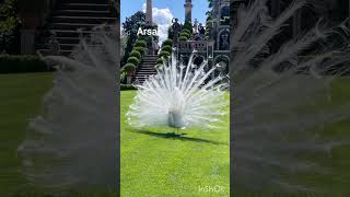 peacock white peacock opening feathersshort [upl. by Agamemnon]