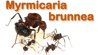 Ant care species guide 16  Myrmicaria brunnea [upl. by Halyahs]