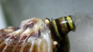 Sulawesi King Snail [upl. by Eibo]