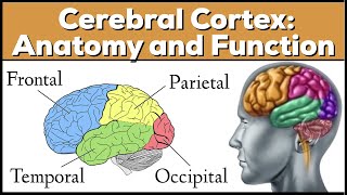 Lobes of the Brain Cerebrum Anatomy and Function Cerebral Cortex [upl. by Yllut672]