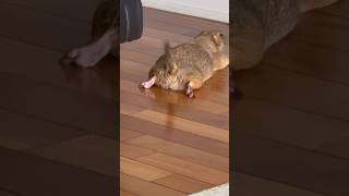 Prairie dog waddle and sploot 🥰 prairiedog animal cute [upl. by Bathilda490]