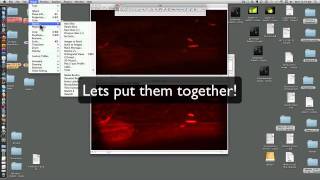 Fiji  ImageJ  Tutorial  enhancing epifluorescence Images [upl. by Hilaria959]