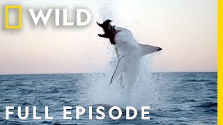 Shark vs Whale Full Episode  Nat Geo Wild [upl. by Parik]