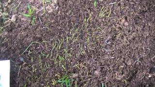 Germinating Lawn Seed Buried under to Thick A peat moss Ap [upl. by Rodrick461]