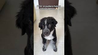 Mi perro puede hablar 🗣️🐶 [upl. by Yuille342]